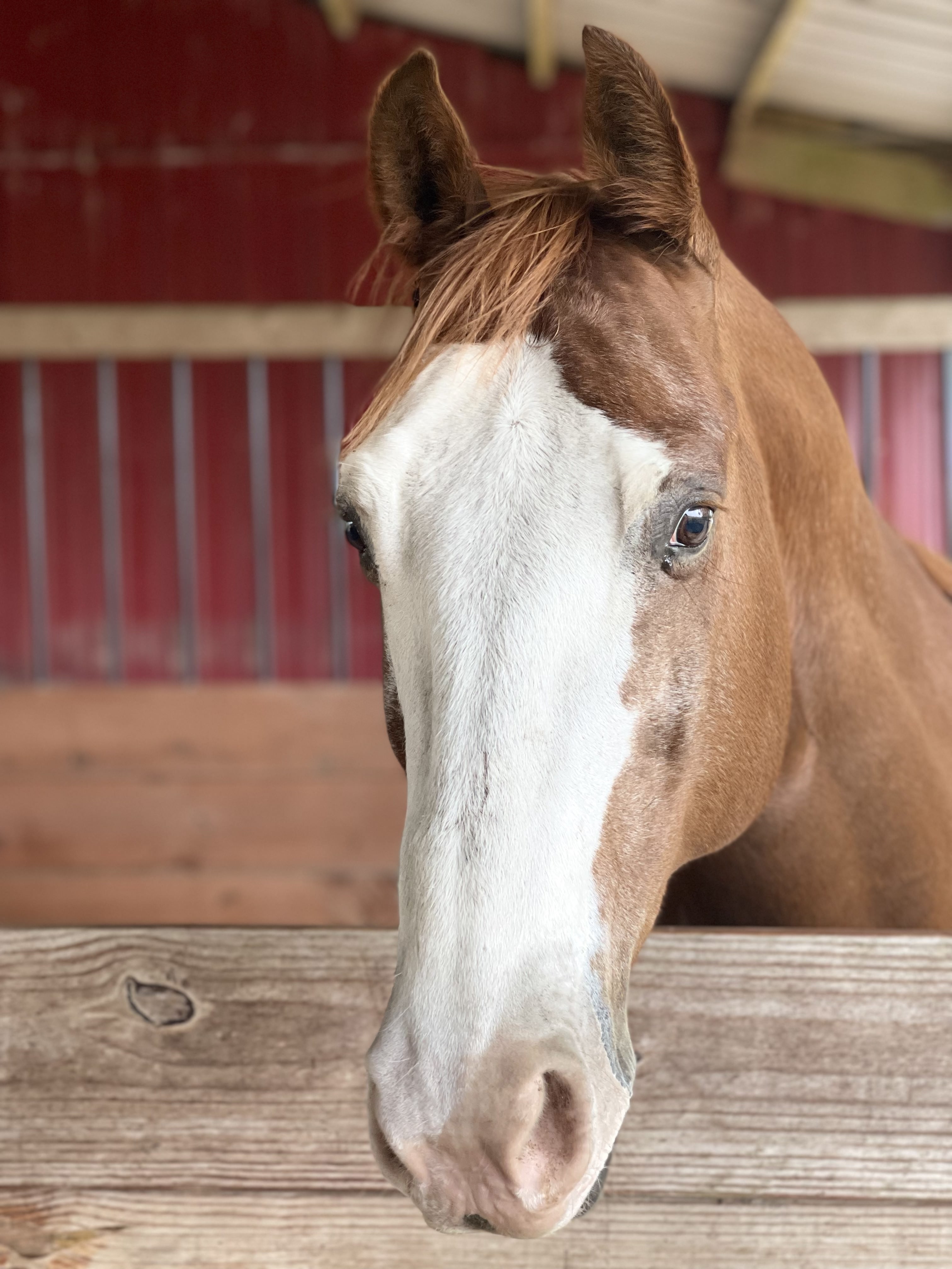 Outdoor classroom at Acton Academy Alva