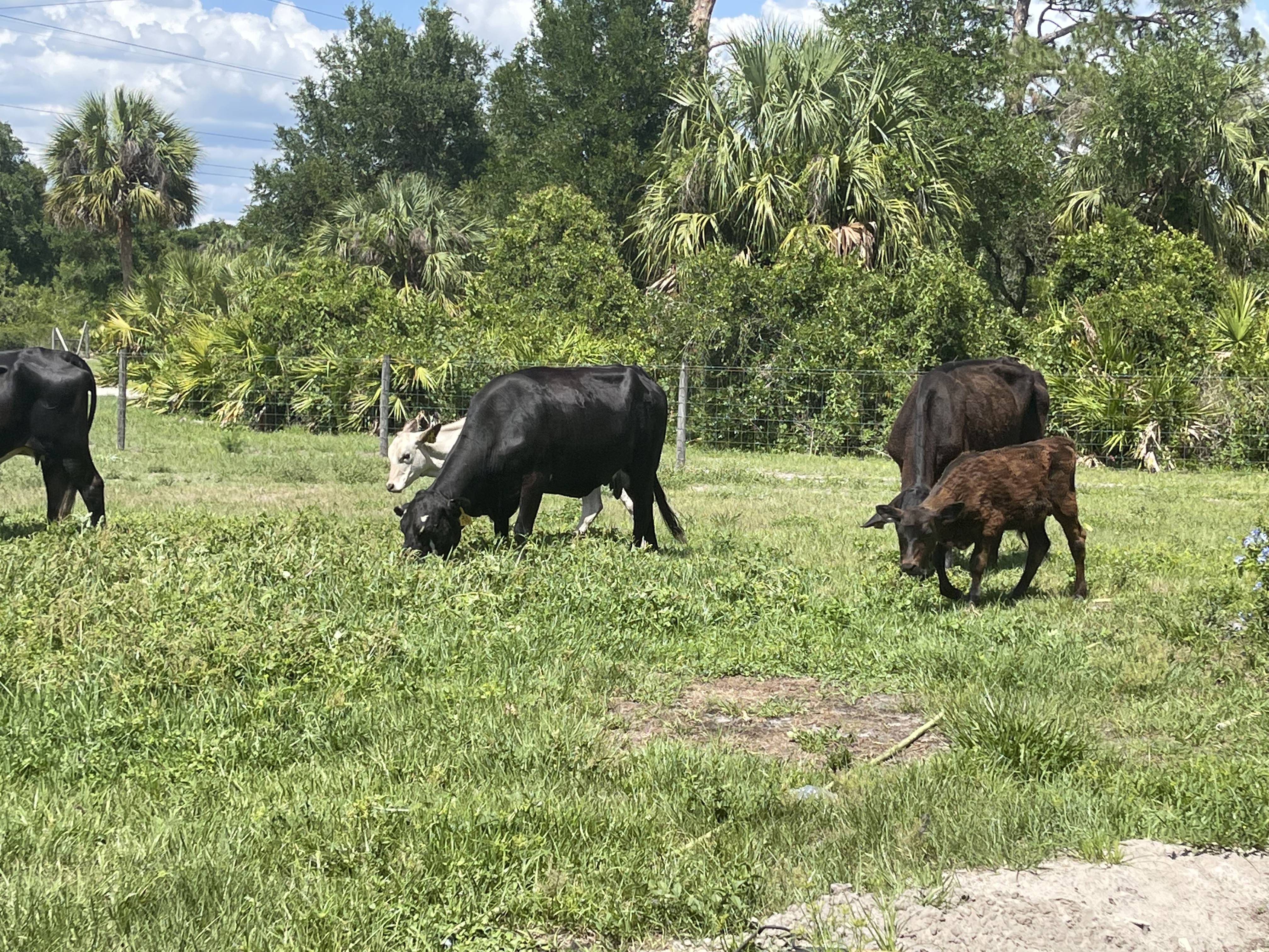 Acton Academy Alva hero journaling outdoors